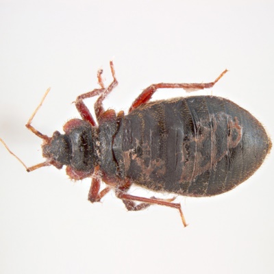 british pest management bug up close british pest management bug up close